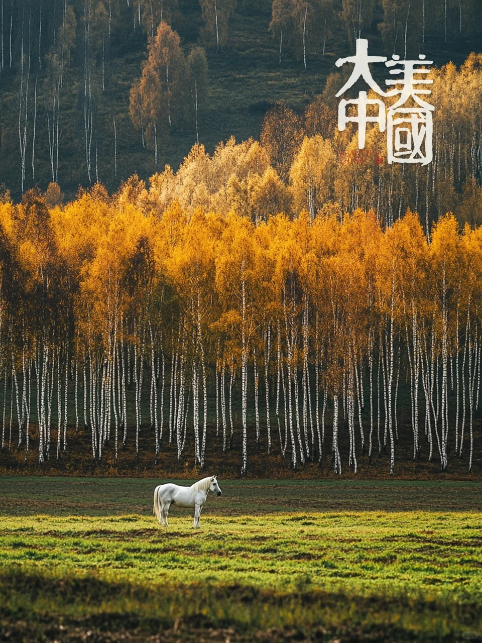 大美中国 _ 喀纳斯正在到来的秋天_7_龍井落桂_来自tour520旅游攻略